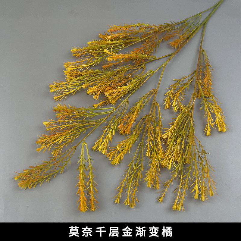 千层金-橘黄