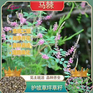 Mountain complex green slope protection and soil-fixing horse Thorn grass seed shrub grass seed easy to grow and easy to live ecological restoration green seed