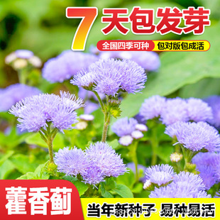 ޽���E���Ѱ׻������ļ����NͥԺ���^�ر�ֲ������һ֦��N�ӻ���