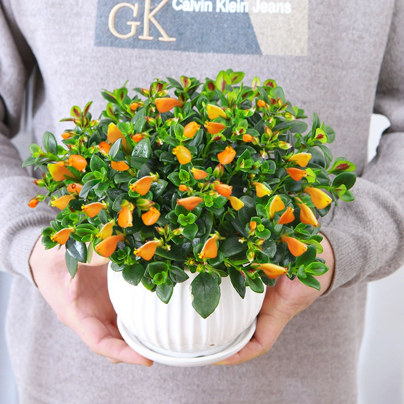 Золотая рыбка, подвесная орхидея, цветы в горшках и зеленые растения, комнатные четырехсезонные цветущие балконы, офисные подвесные зеленые растения, рассада цветов золотой рыбки