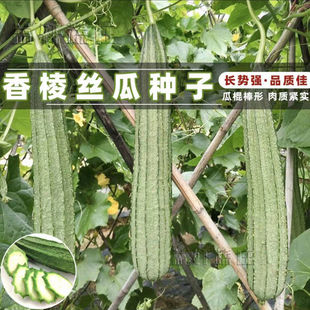 �L��z�ϷN�ӷN������z�ϲ˷N�Ѵ������ٽz���щ۹��߲˷N������