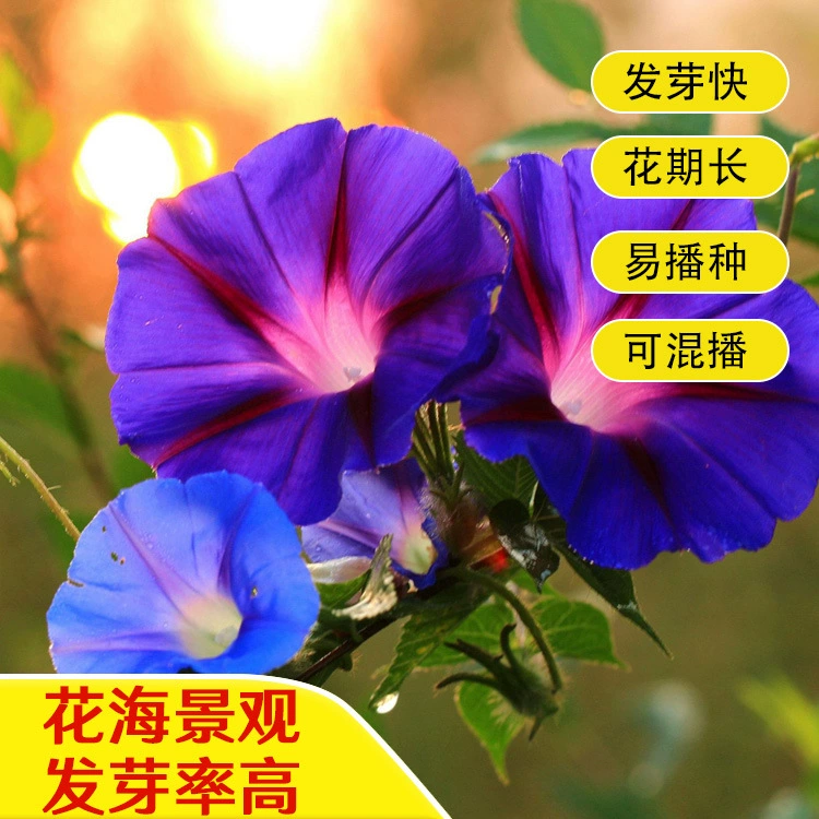 Morning Glory семена альпинистская лоза разноцветная садовая Ландшафтная Инженерная озеленение семян цветов балкон стеллаж для цветов посев растений в горшках в четыре сезона