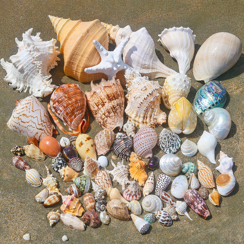 Natural Shell Conch Starfish Hermit Crab Replacement Shell Handmade DIY Shell Photo Frame Fish Tank Landscaping Large Conch Shell