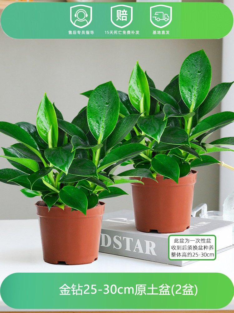 [2 화분 특별 제공] 골든 다이아몬드 25-30CM 오리지널 흙 화분 + 영양 용액