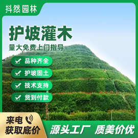 厂家直销灌木种子紫穗槐刺槐银合欢多花木兰马棘绿化护坡固土草籽