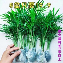 ���ػ���9.9����Ҭ�ӡ��P��ɢ������ˮ�������ļ�����Gֲ