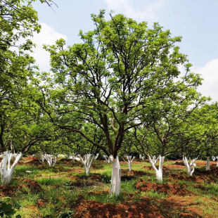 �����������Ә� �ĵ� �������l �r�񌍻� �؏�10����-20����