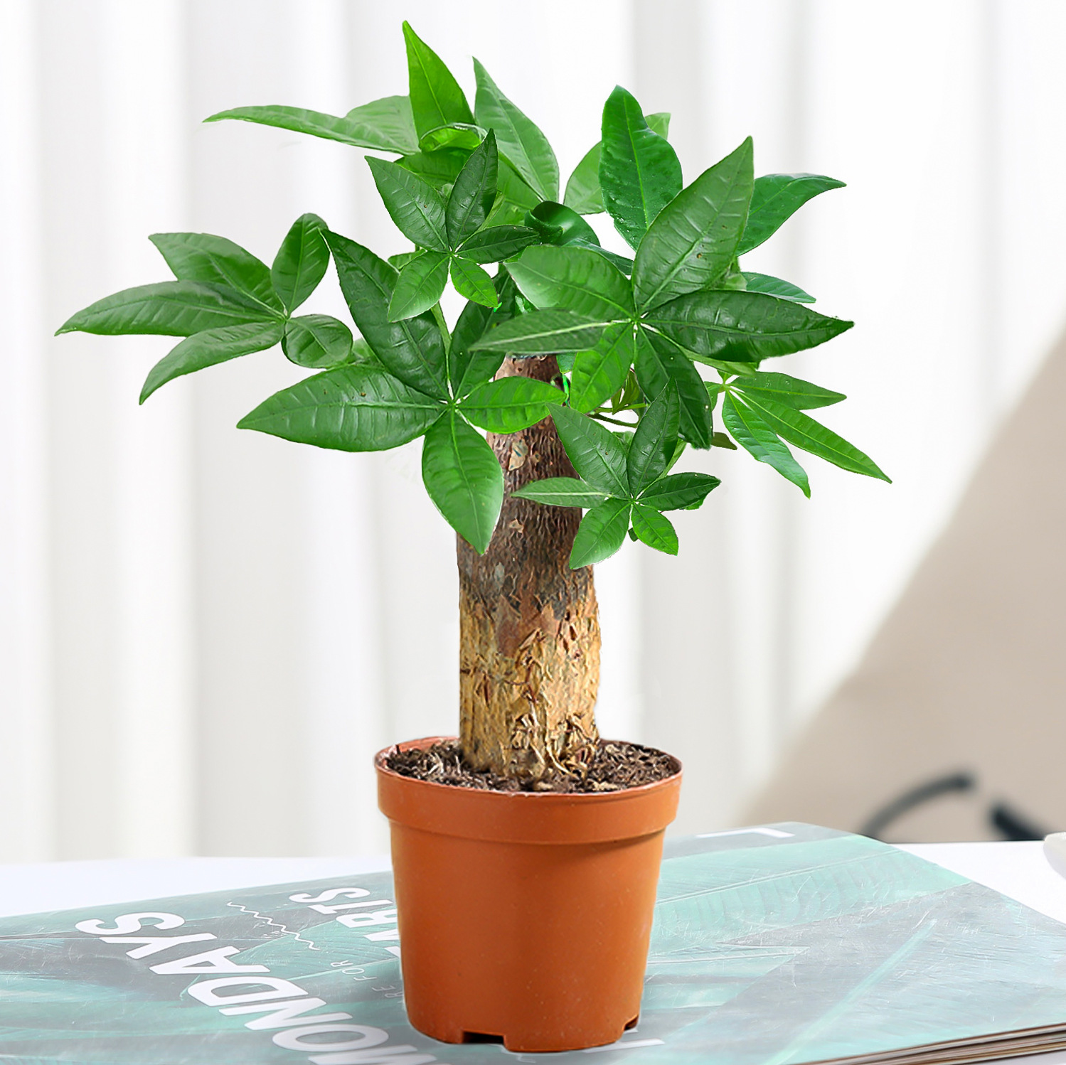 árboles ricos pequeñas plantas de maceta flores verdes plantas de oficina absorción de formaldehído árboles hidropónicos de bambú de lapis verde buena alimentación maceta