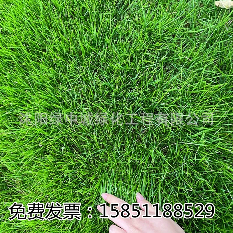 Дерн семена травы вечнозеленые во все сезоны и смешанный посев для защиты склонов Бермуды корень ковер трава райграс кожа семена травы озеленение двора