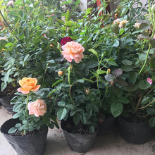 ֱlW» ٚW¼ ͚WС玧l؛