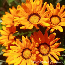 ׃СڻNӷNͥԺɽ»ĵo^pOر^p