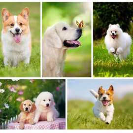 宠物店海报画金毛贵宾犬小狗狗柯基动物生肖属相图片不干胶贴纸