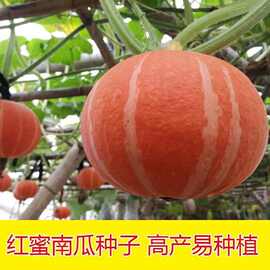 红蜜板栗贝贝南瓜种籽红栗南瓜种子春秋季香甜糯四季蔬菜种孑