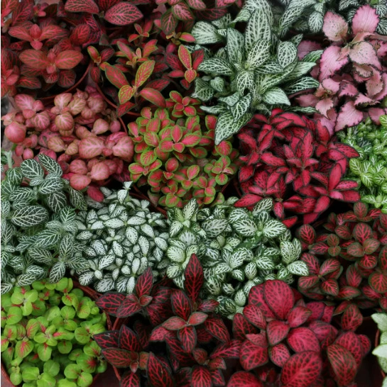 Микро-ландшафтное растение сетчатая трава киоск на ночном рынке