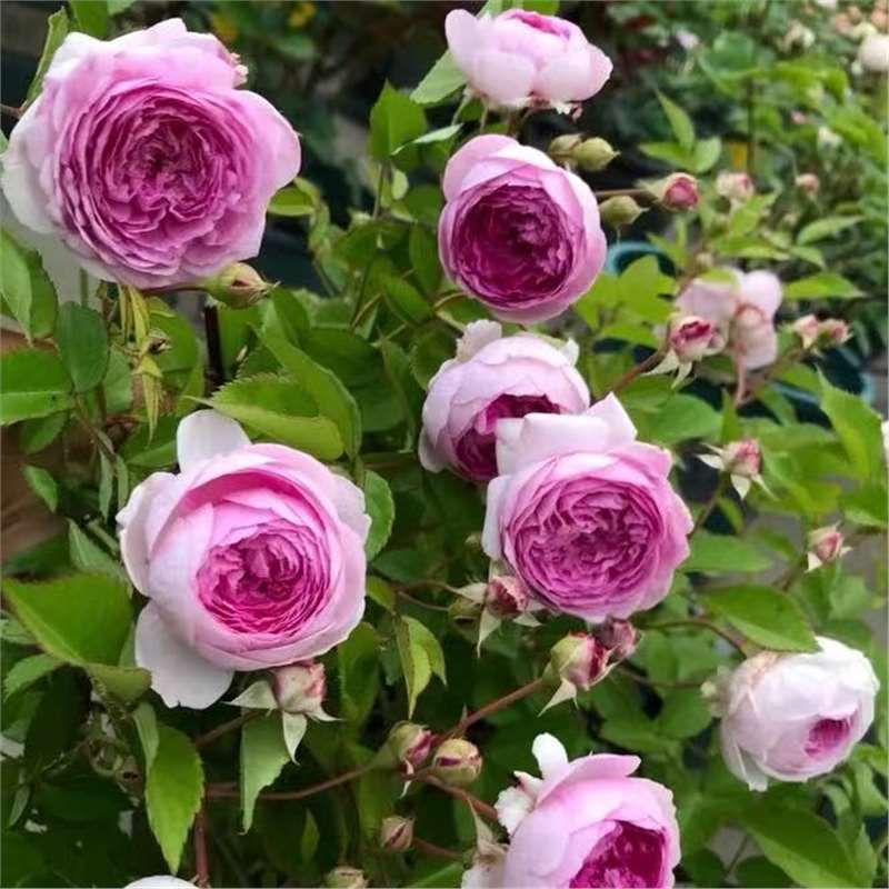 四季咲きのバラの花苗、特大の花つる苗、屋内外のバルコニー鉢植えバラ|undefined