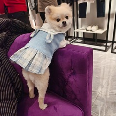 ペットの犬の猫jkお姫様のスカートのテディは熊の博美の雪納瑞春秋の小型の子犬の服より