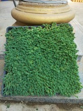 ��ѩ�f������A�����S���ײݴ������픾G�������ֲ���҃�