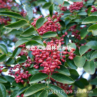 Zanthoxylum Bungeanum Seedlings Sichuan Dahongpao Thornless Potted Outdoor Courtyard Planting Edible Authentic Green Zanthoxylum Bungeanum Seedlings in All Seasons