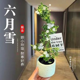 Cliff Red Flower June Snow Bonsai Tea Table Zen Indoor Window Sill Small Green Plant Office Coffee Table Desktop Potted Plant