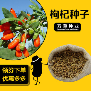 食用枸杞种子宁夏特产水洗净枸杞叶种籽南北方四季种植枸杞树苗-阿里巴巴
