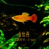 10 golden peonies for free fish food