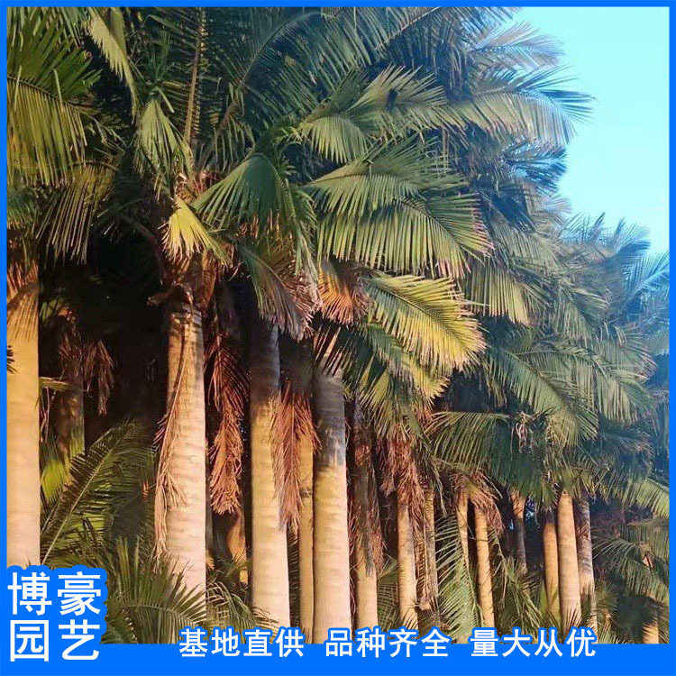国王椰子树批发 厂家批发国王椰子 行道园林别墅景观工程