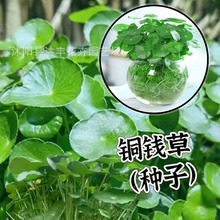 �~�X�ݷN�����l���X�ݷN�� �㹽�� ����ʯɏ�����Xɏ ����ֱ�l