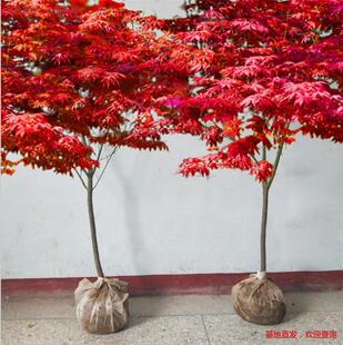 �ձ��t������༾�Ї��tͥԺ�t�輧�G��ֲ����ľ�G����ľ�L����