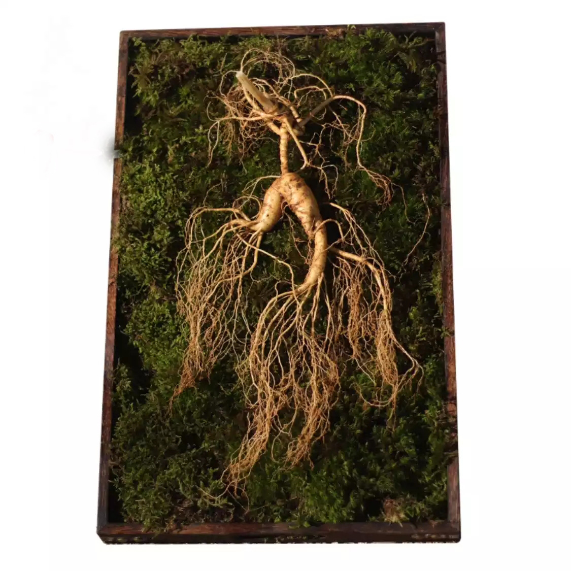 Fresh Changbai Mountain Ginseng from Wild Forest, 15-Year Old Migrating Mountain Ginseng Gift Box, Northeast Wild Mountain Ginseng, High-Age Old Mountain Ginseng Fresh with Soil