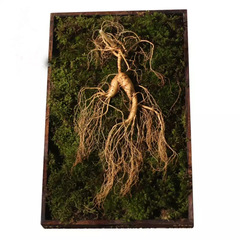 Fresh Changbai Mountain Ginseng from Wild Forest, 15-Year Old Migrating Mountain Ginseng Gift Box, Northeast Wild Mountain Ginseng, High-Age Old Mountain Ginseng Fresh with Soil