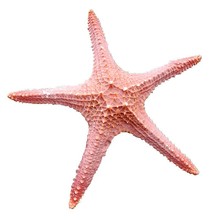 ALI6天然海螺贝壳五指霸王海星标本地中海风格婚庆道具地台装饰品