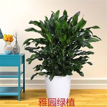 �ň@�Gֲ�����ݼy�F�҃ȴ�������ֲ�������؛ˮ������m����