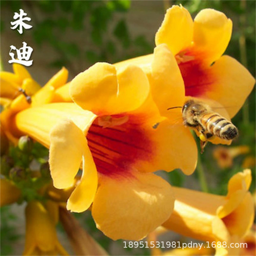 Японские луковицы теневыносливого цветка клевера, цветущее вьющееся растение, цветет круглый год, подходит для двора, балкона, крыши и посадки в горшках, цветет в любое время года.