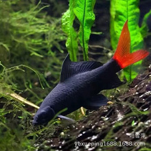 �tβ�����~��ˮ�Ꭷ�~�������̦��Ч���������ʺ�ɳ�ۼt�����w