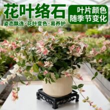 花叶络石盆栽络石花四季室内垂吊植物垂丝彩虹好养五彩叶花卉绿植
