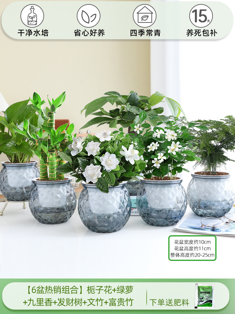 [6 화분 핫셀 조합] 치자나무 + 청무 + 구리향 + 돈나무 + 아스파라거스 + 행운죽