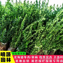 大叶北海道冬青黄杨树苗围墙篱笆植物四季常青庭院绿篱围栏万年青