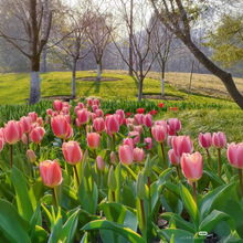 ȥban.gao(��һ�l6ƿ)���^min�w�|���ģ��l��