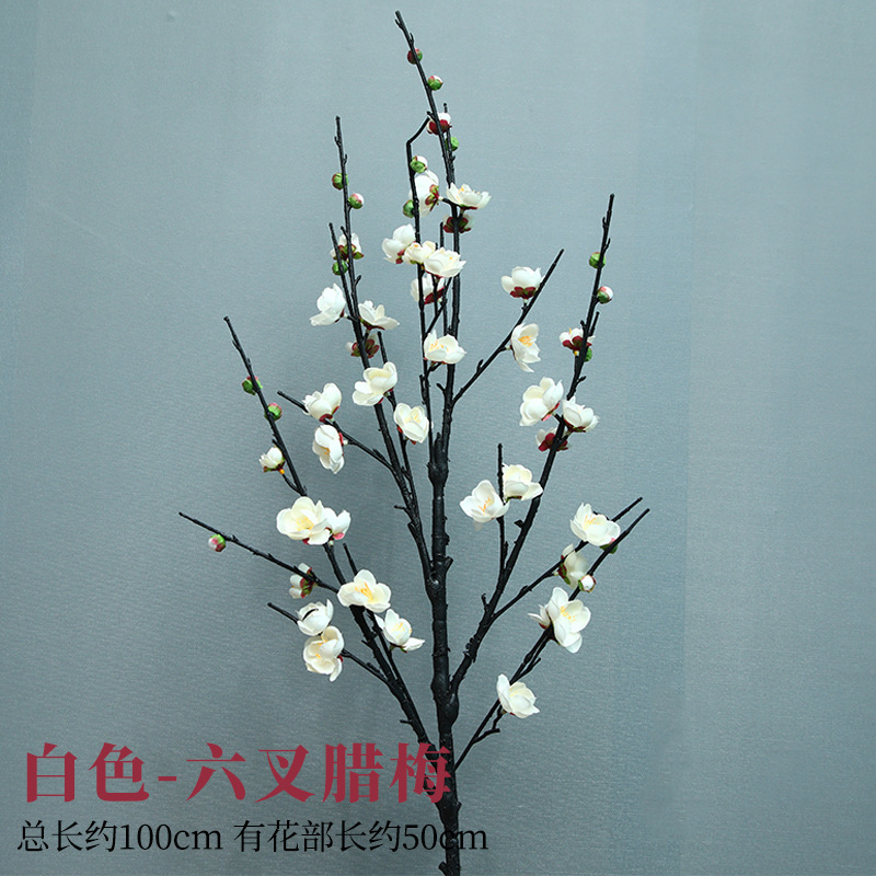 여섯 갈래의 흰 윈터스윗