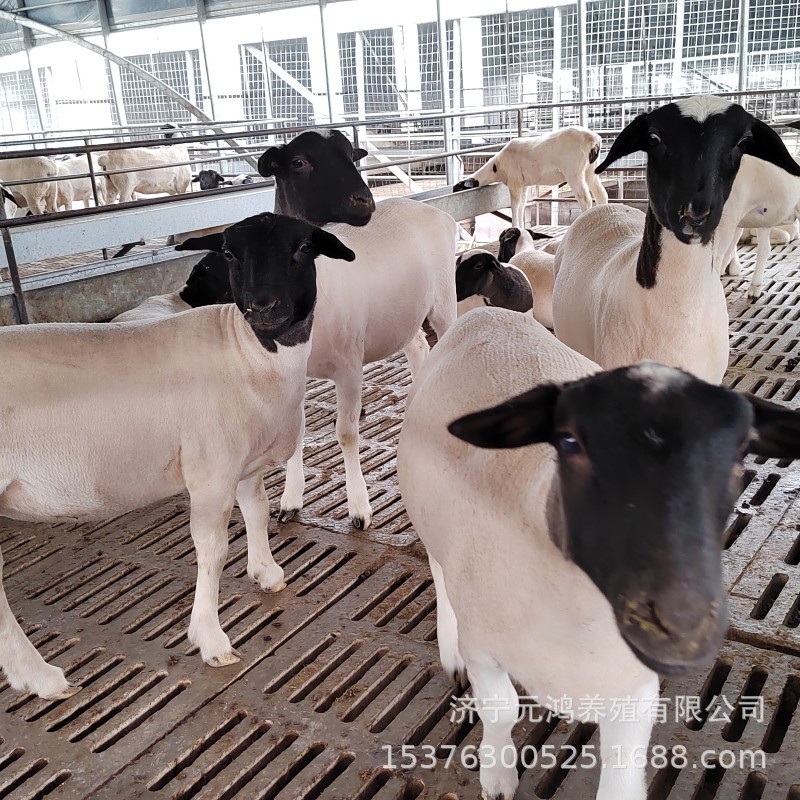 A5CF43CCD3F1A7D25995893E315399