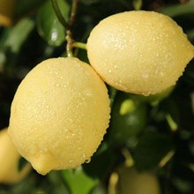 一级出口品质 四川安岳黄柠檬新鲜 大个水果柠檬薄皮榨汁果园直供
