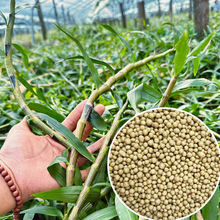 mFƤʯÿጷƤ~ƤጷMڊWG8-9LЧ