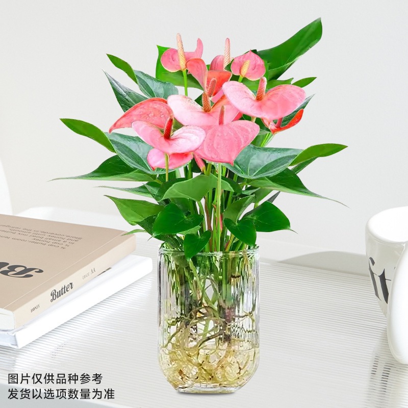 [도음핫세일] 특급 파우더팜 [U자형 유리병 + 영양액]