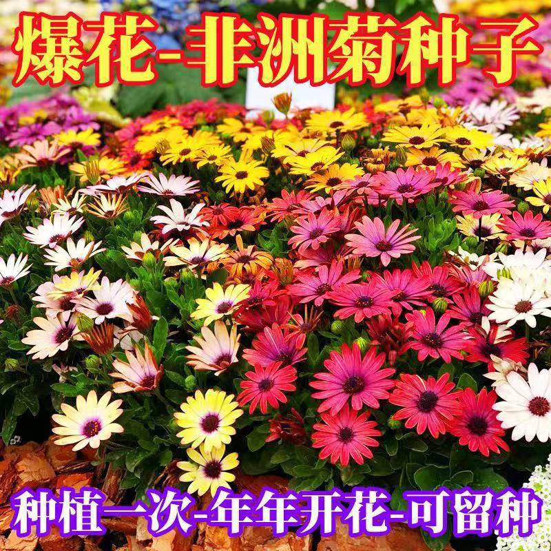 南非万寿菊种子蓝目菊花种籽子耐寒非洲菊花籽四季易种白粉紫混色