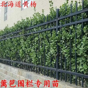 �����������S�����ͥԺֲ���ͺ��ļ�����G����ľ���ڻh�ʌ�����