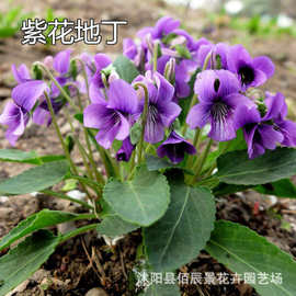 观赏紫花地丁花种子多年生耐寒盆栽阳台庭院花坛公园花种籽批发