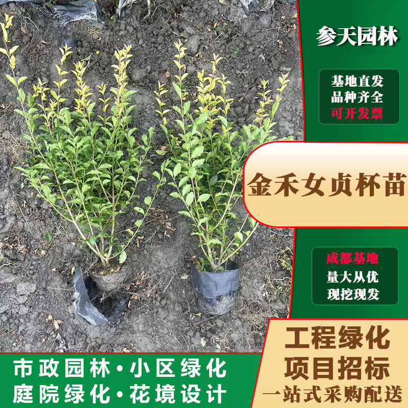 重庆贵州四川金禾女贞大杯金禾女贞小杯金禾女贞袋苗金禾女贞杯苗