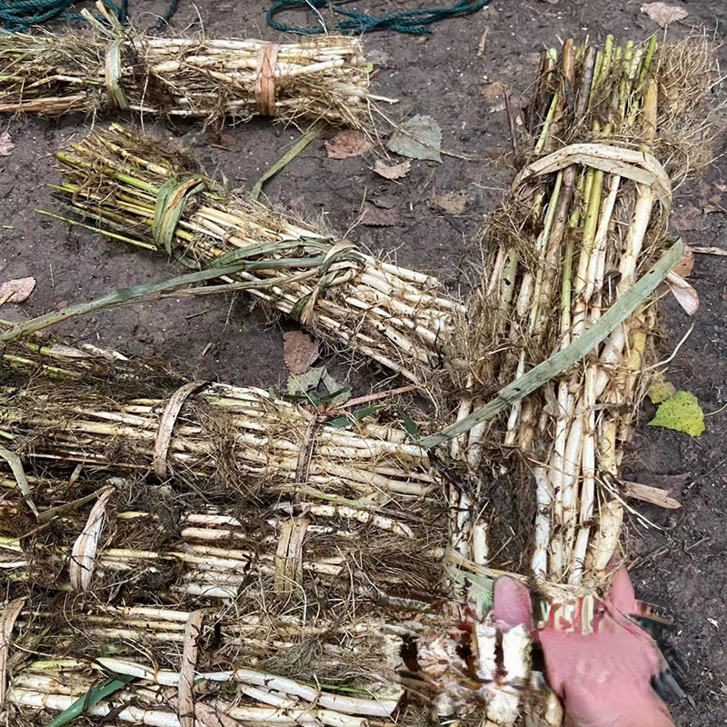 Многолетние влажные тростниковые водные растения тростникового происхождения оптовая цена ITU