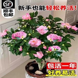 �����軨���玧�����ļ�ɽ�軨���Ի����_��ֲ�����F������ɫ�൤