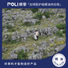 波斯尼亚进口有机波黑永久花精油进口蜡菊精油原料芳疗单方精油